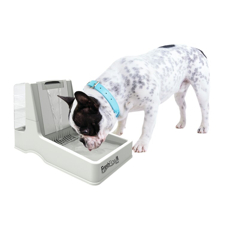 Petmate Fresh Flow II Fountain Elevated Feeder Reviews Wayfair